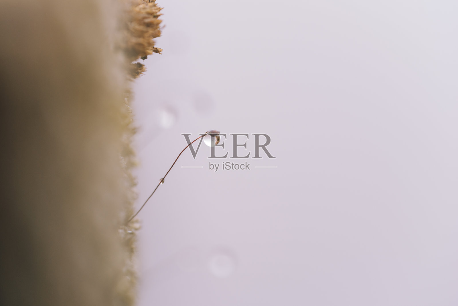 苔藓上的雨滴。干净的自然背景。照片摄影图片