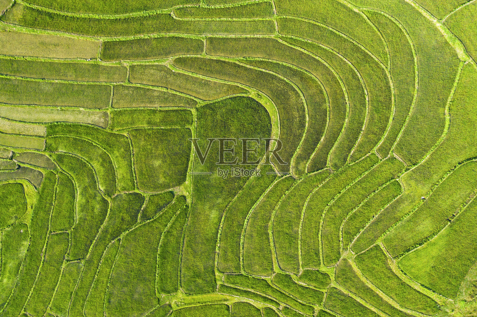 (俯视)在老挝琅勃拉邦的山上，一个壮观的绿色梯田的令人惊叹的鸟瞰图，形成了一个自然的纹理。照片摄影图片