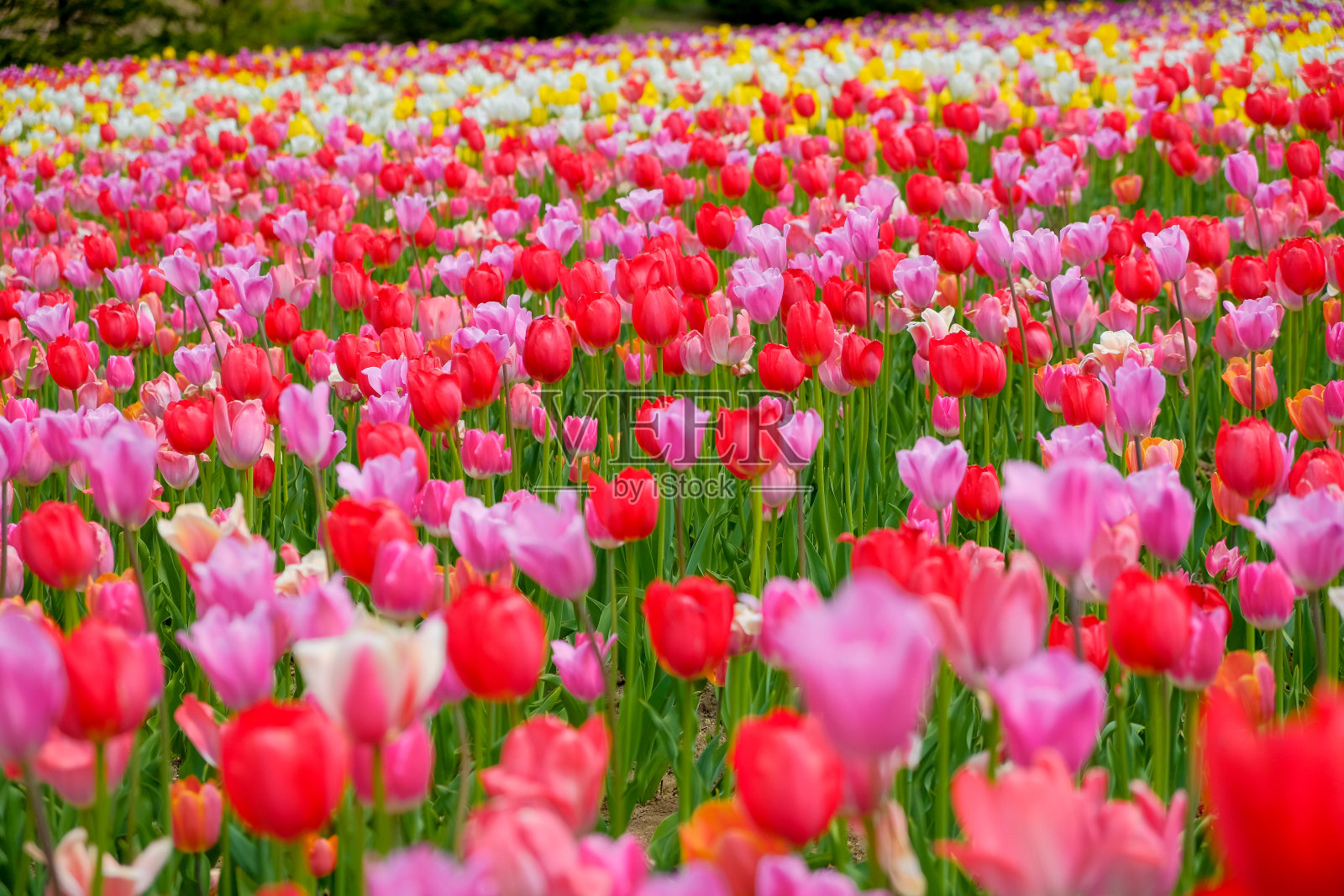 日本竹野铃木山坡公园的春季花园中，五颜六色的郁金香盛开。照片摄影图片
