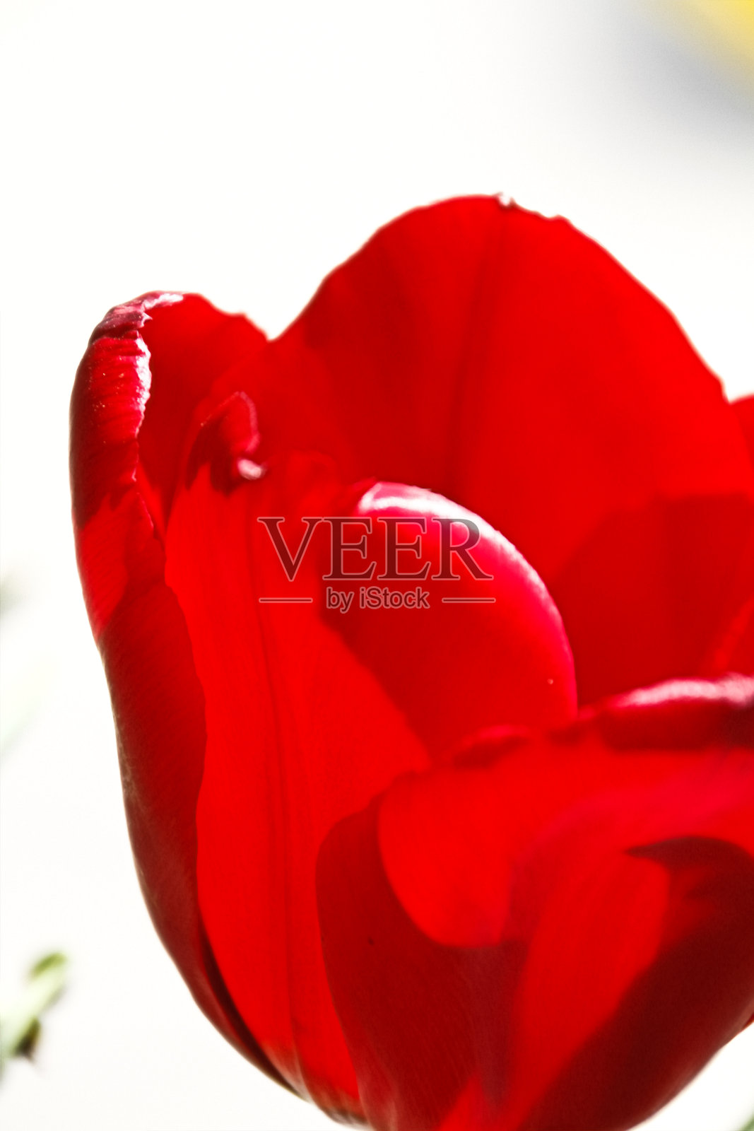 冬天或春天，美丽的郁金香会在郁金香地里开花。照片摄影图片