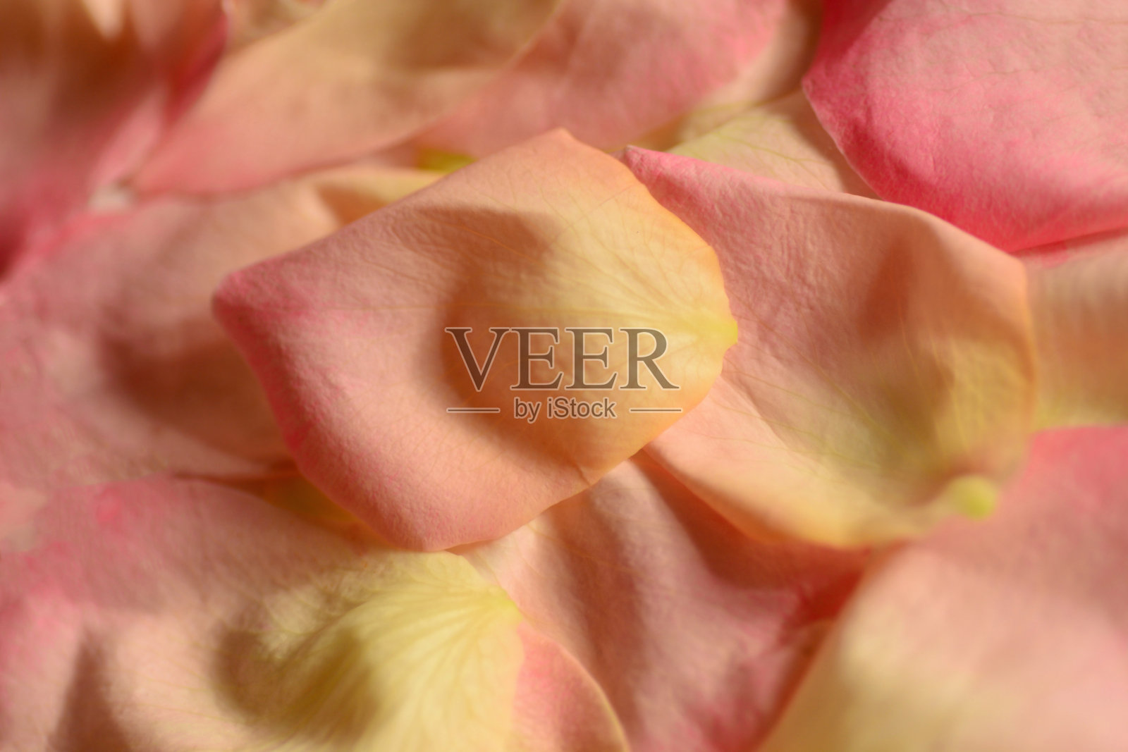 一堆玫瑰花瓣。照片摄影图片