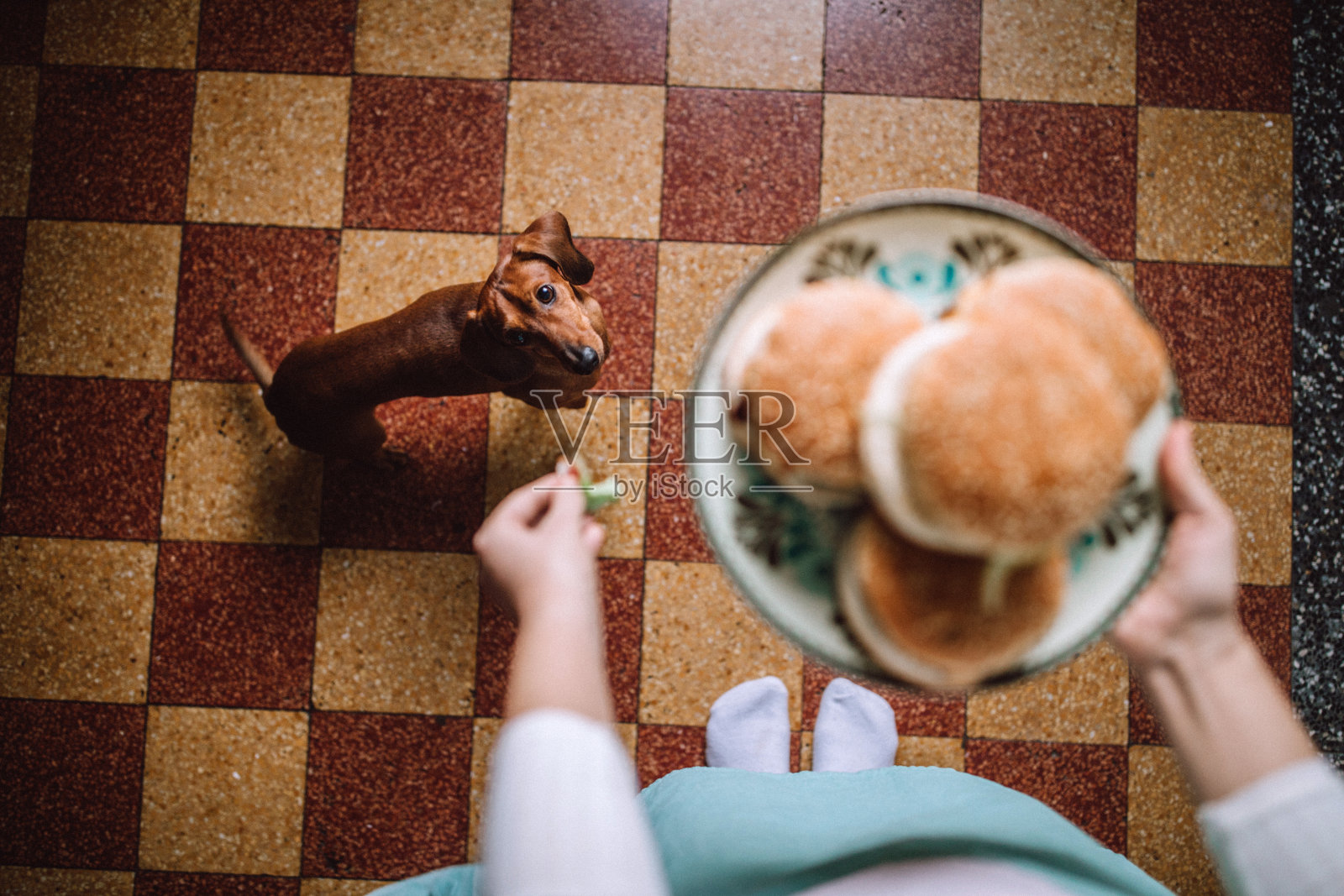 腊肠狗喜欢吃新鲜汉堡照片摄影图片