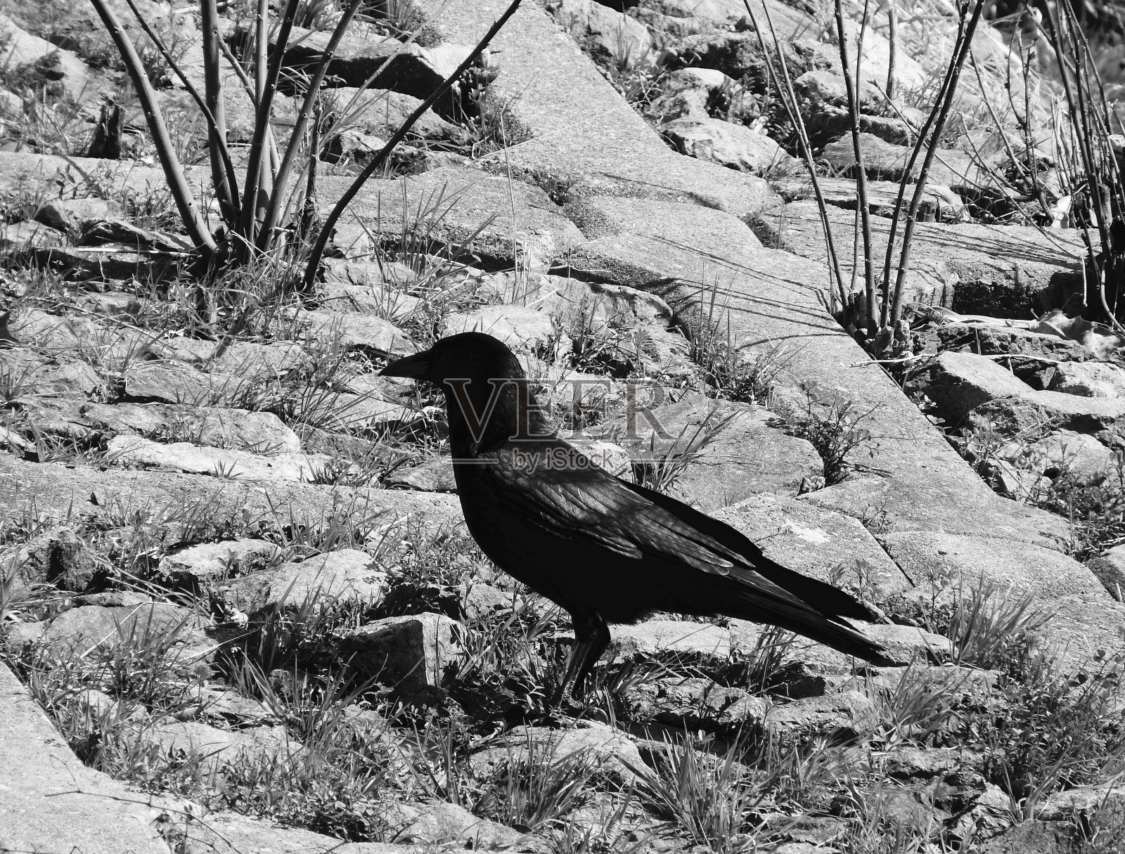 乌鸦照片摄影图片