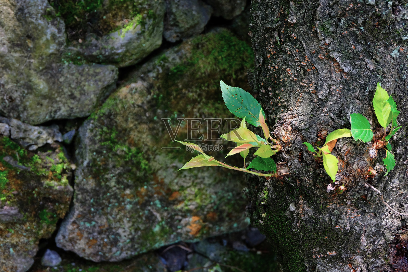 桑贡布里火山口照片摄影图片