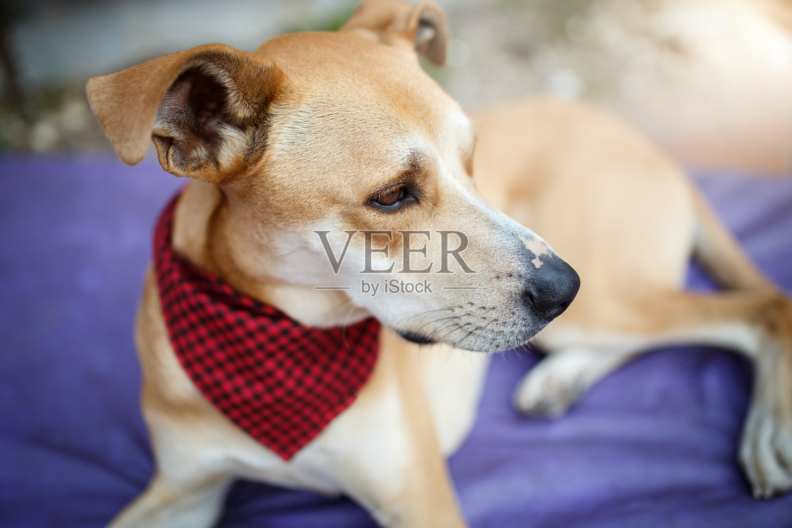 狗穿大手帕照片摄影图片