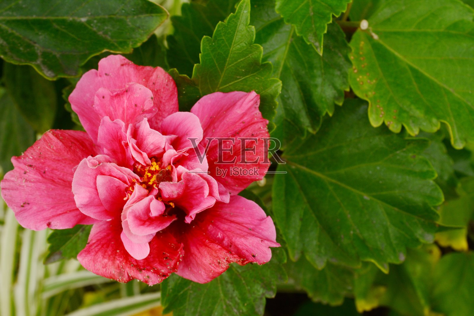 美丽的芙蓉花照片摄影图片