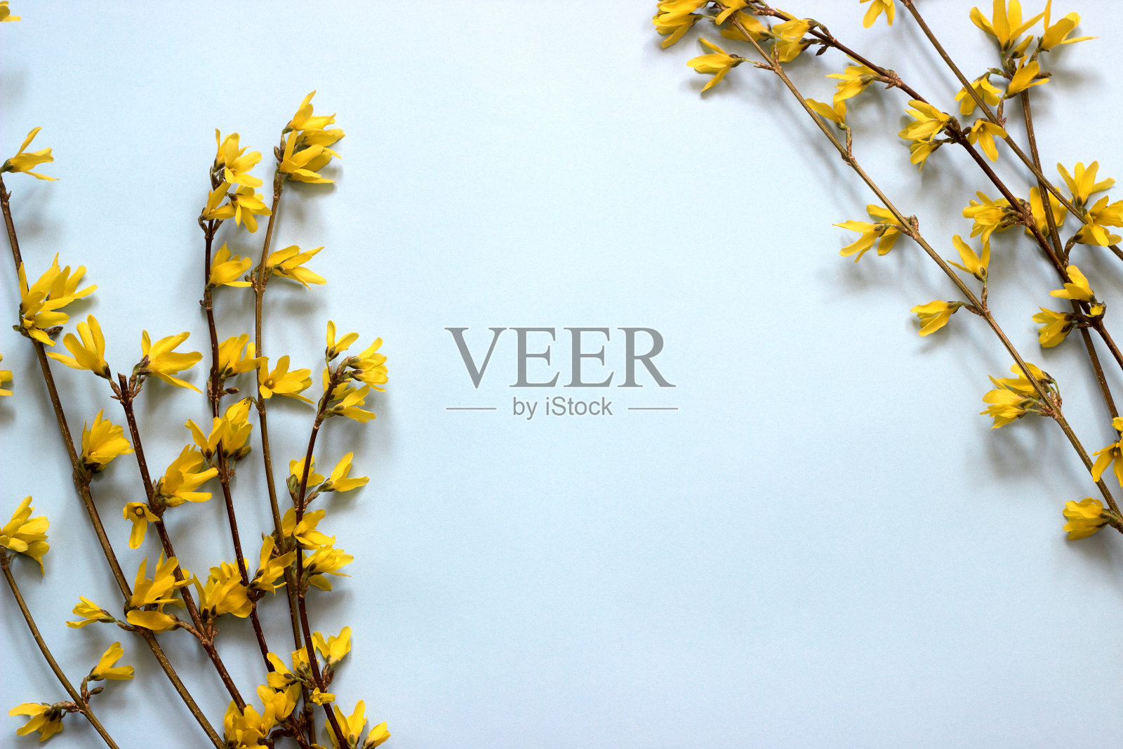 蓝色背景上连翘的春天作文。照片摄影图片