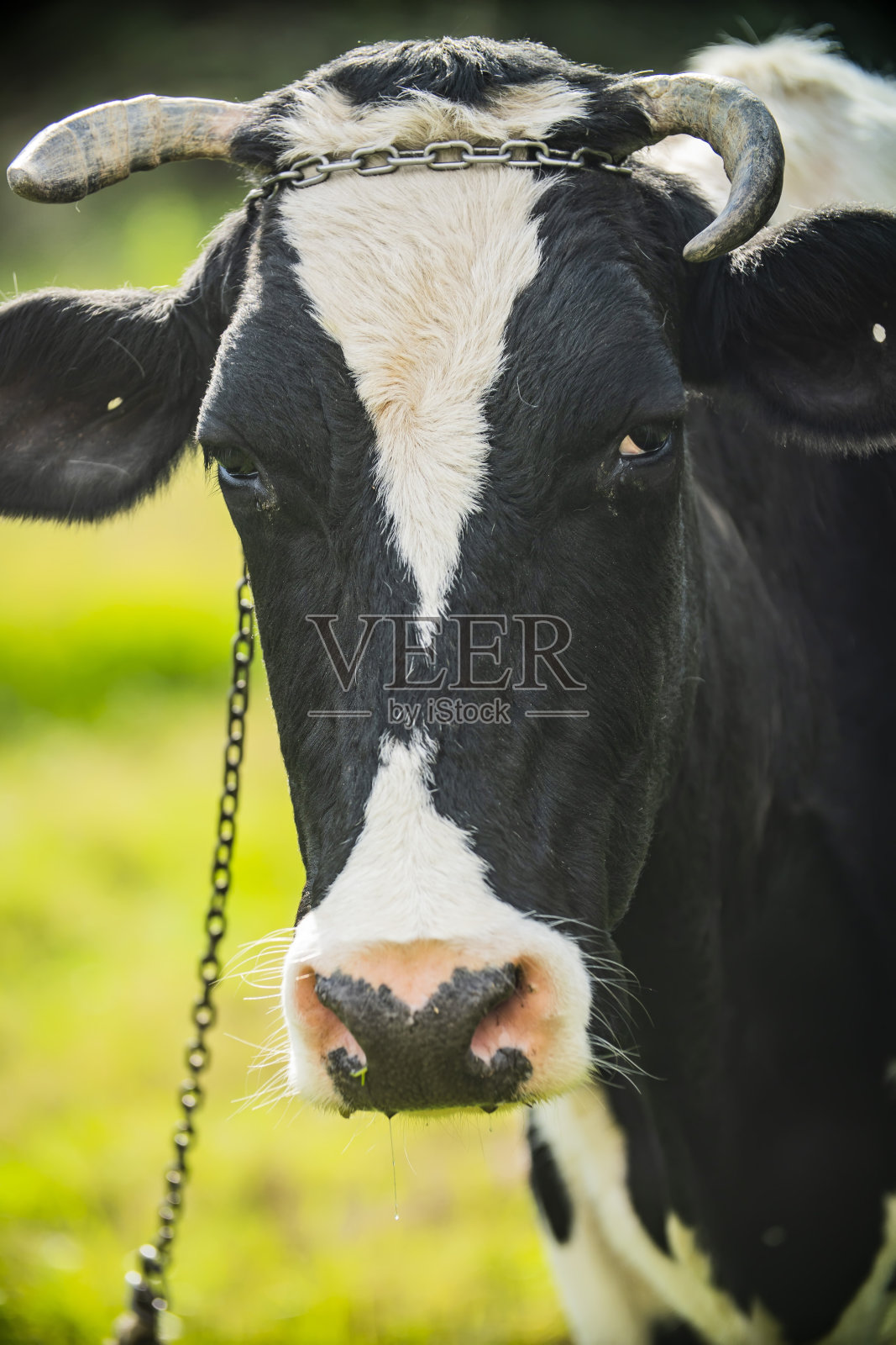 这是一头黑白相间的奶牛的特写照片摄影图片