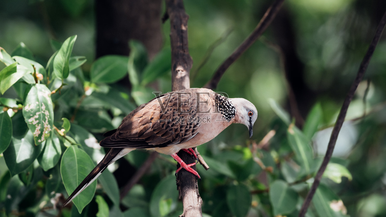 自然界中的鸟(鸽子、鸽子或消歧)照片摄影图片