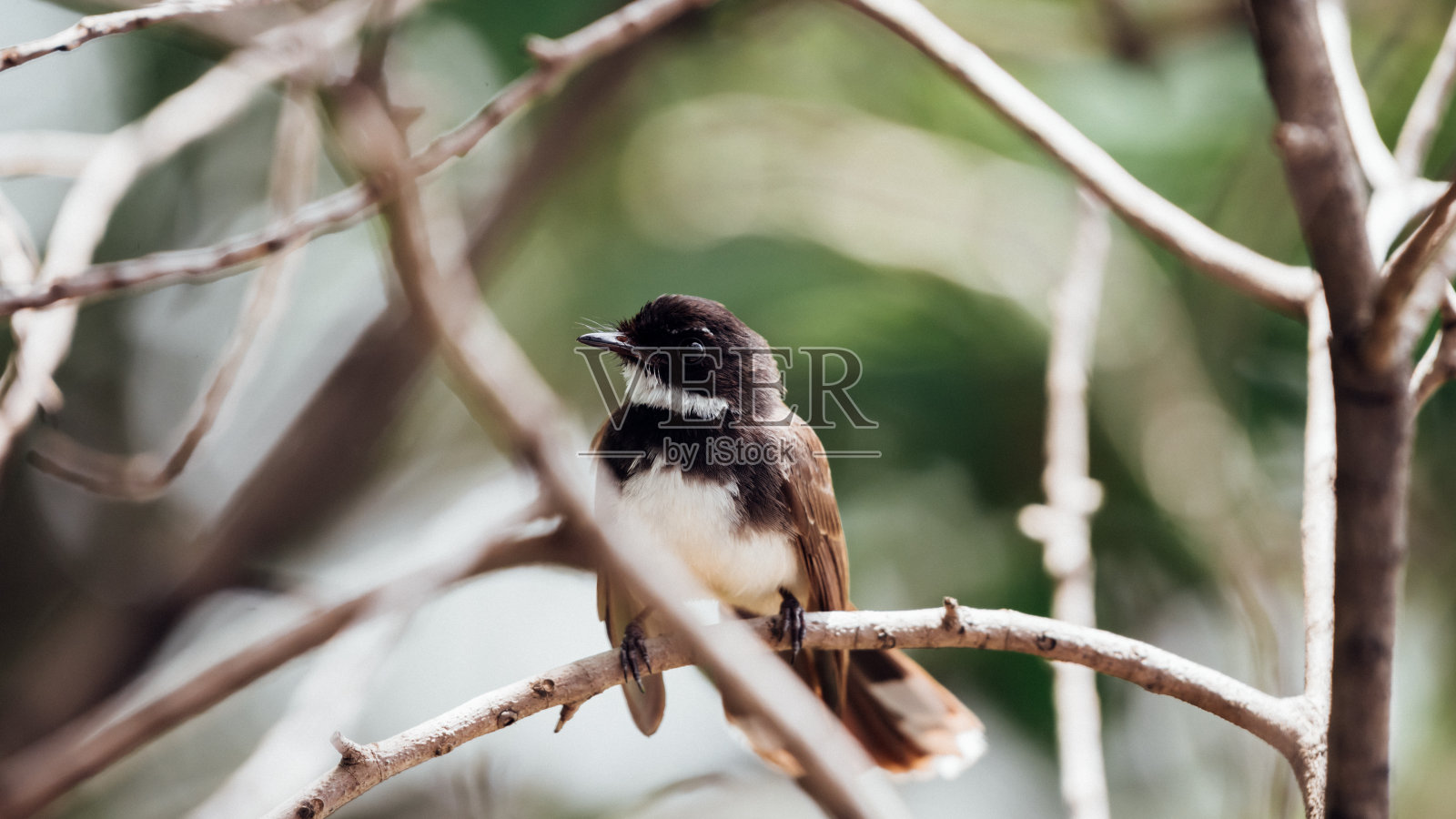 鸟(马来西亚花衣扇尾)在一个自然的野生照片摄影图片