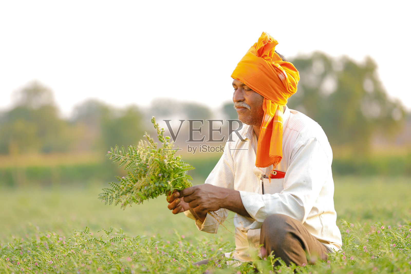 一名印度农民在鹰嘴豆田，农民在展示鹰嘴豆植株照片摄影图片