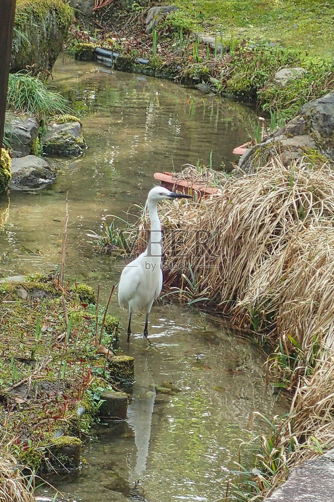 东京池塘里的一只鸟照片摄影图片