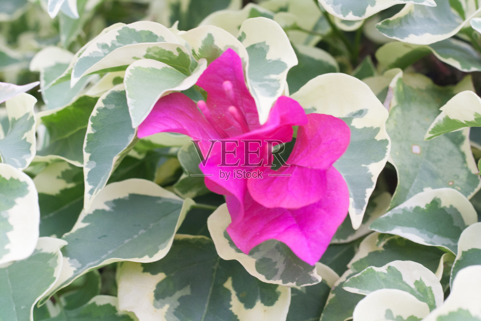 近看斑纹九重葛照片摄影图片