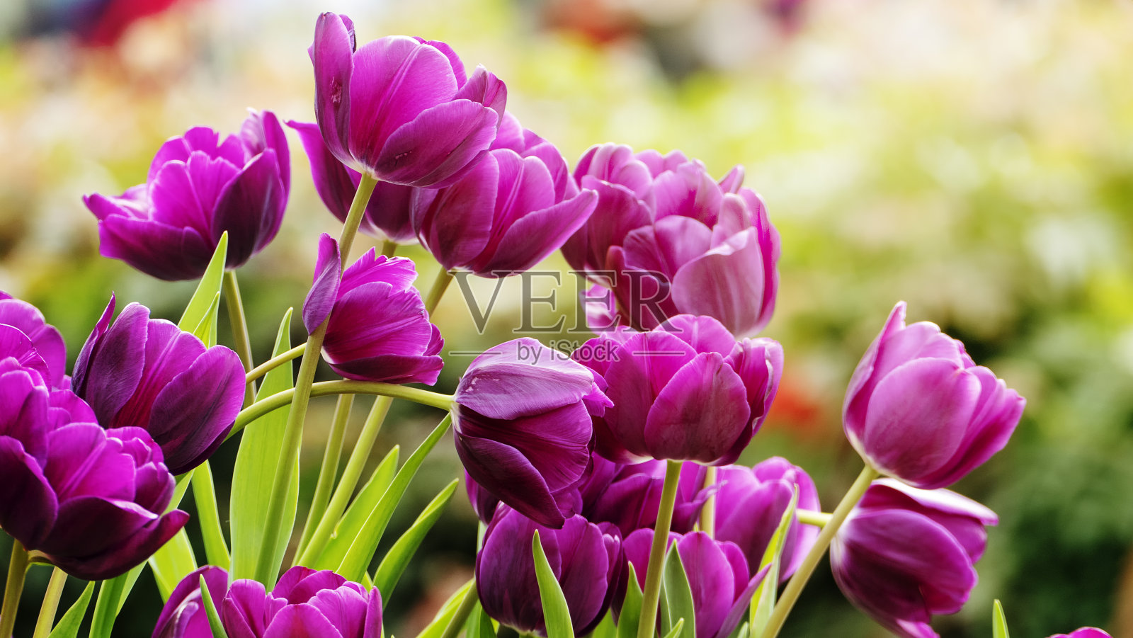 2019石林官邸郁金香展，台北，台湾照片摄影图片