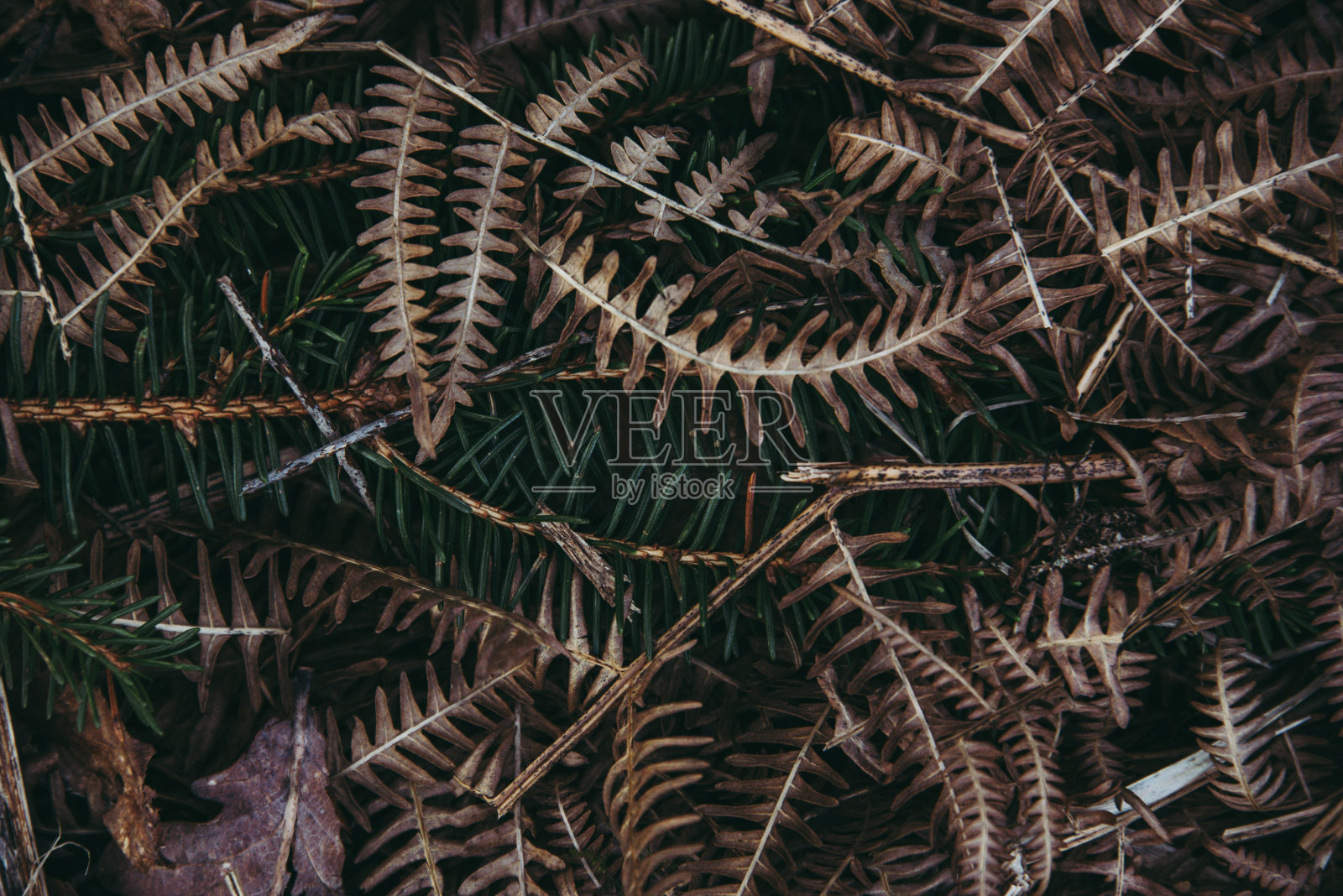 干蕨类植物照片摄影图片