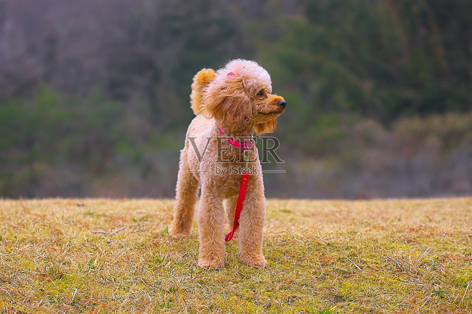 150年狗遛狗照片摄影图片