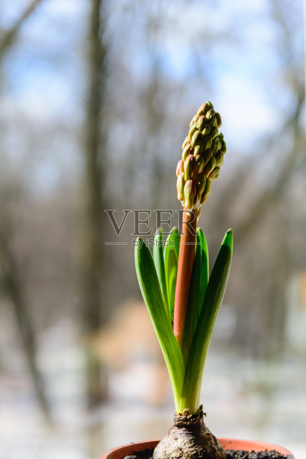 在房子的窗台上放风信子之前。以春天的天空为背景。照片摄影图片