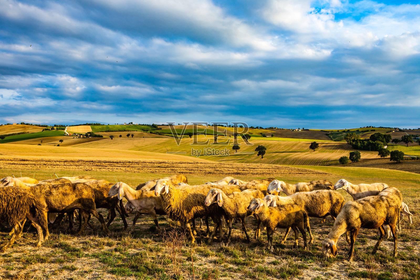 走照片摄影图片