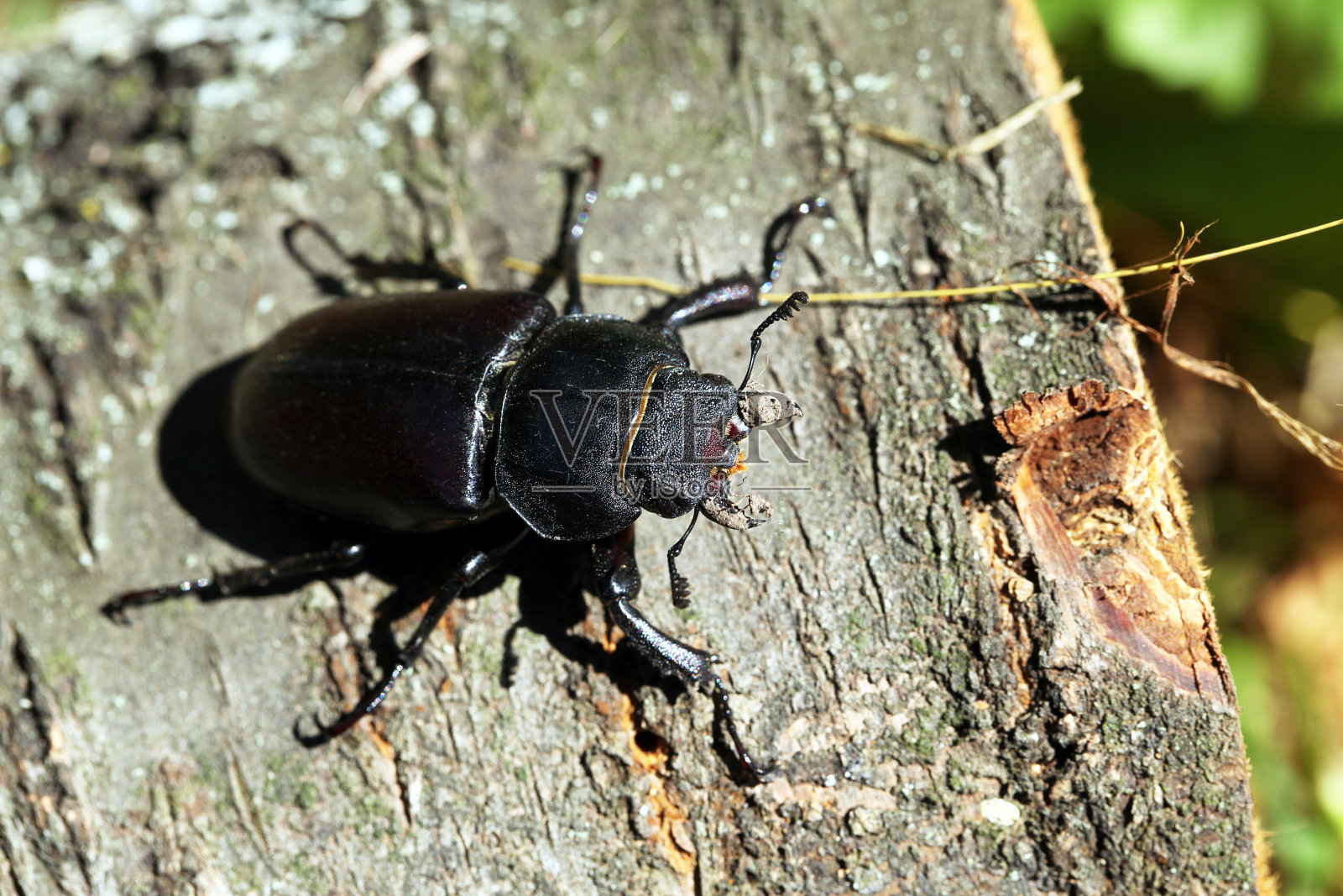 鹿角虫照片摄影图片