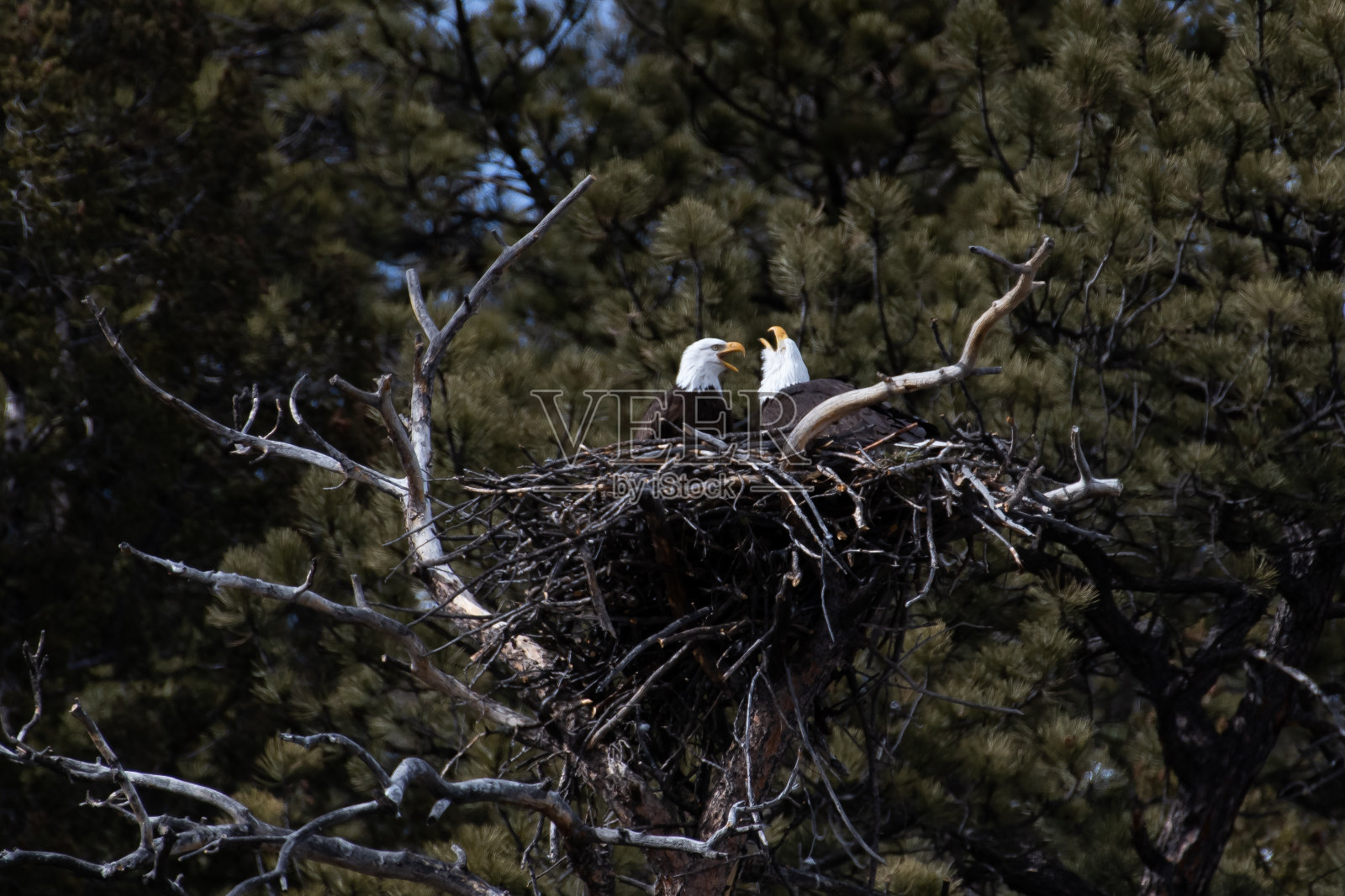 交配的秃鹰栖息和喋喋不休照片摄影图片