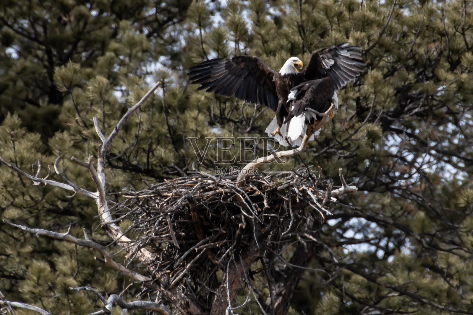 交配的秃鹰栖息和喋喋不休照片摄影图片