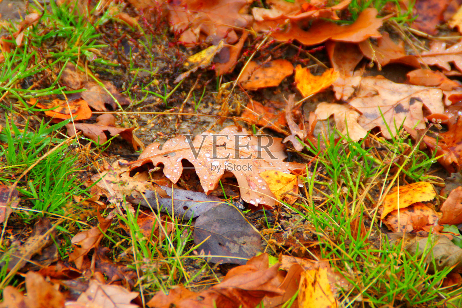 在秋天的时间里，五颜六色的橙色和棕色的落叶伴随着雨滴照片摄影图片