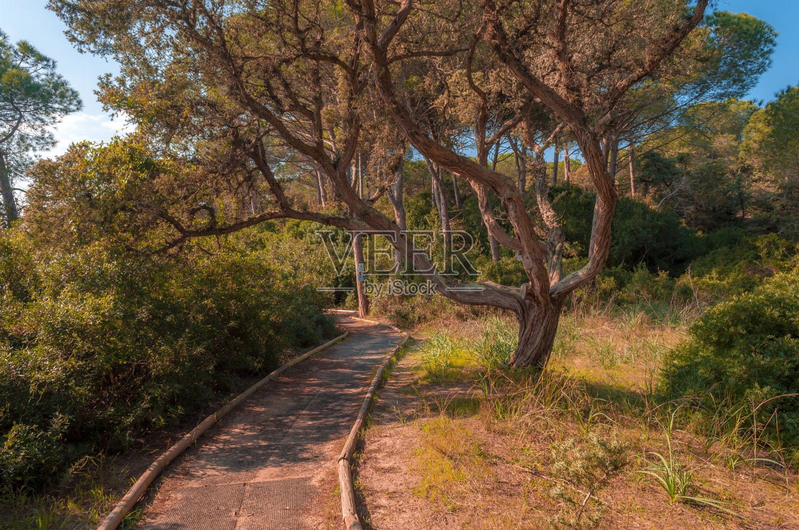 松林小径照片摄影图片