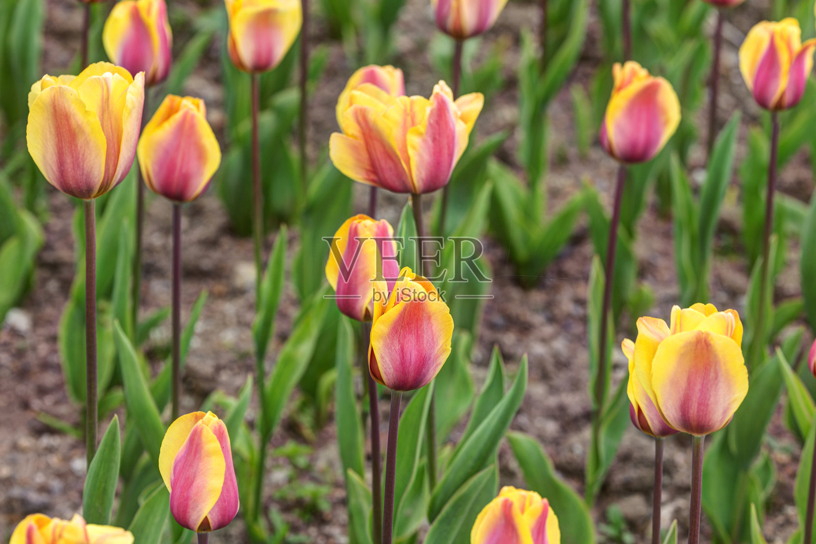 春天的郁金香照片摄影图片
