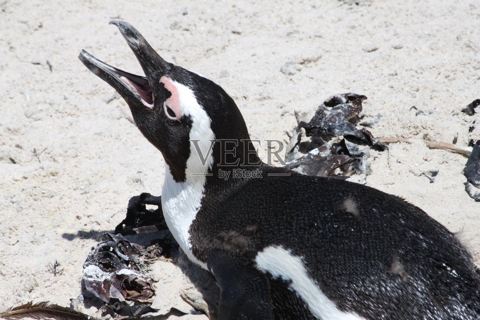 企鹅照片摄影图片