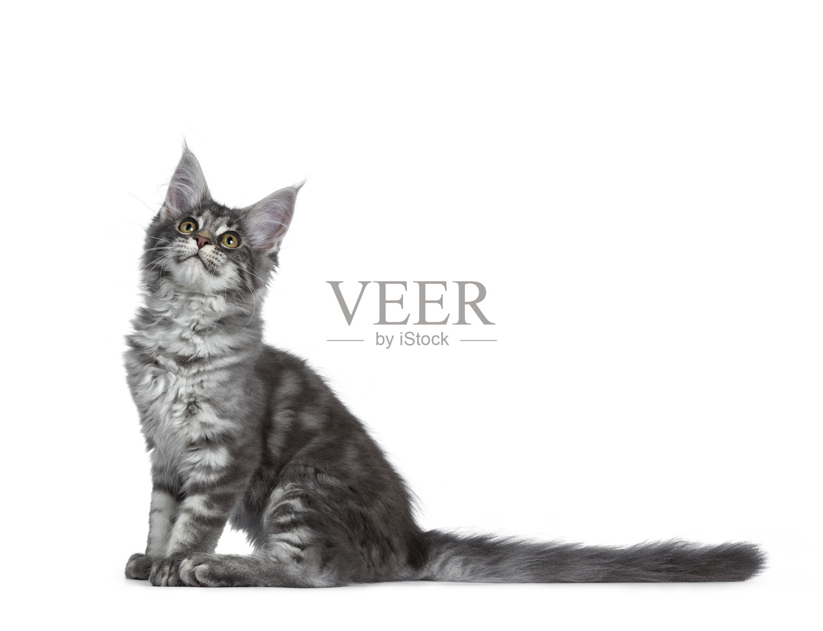 非常可爱的蓝色虎斑缅因猫小猫咪，侧身坐着。用漂亮的黄色和绿色的眼睛仰望着。孤立在白色背景上。尾巴的身体旁边。照片摄影图片