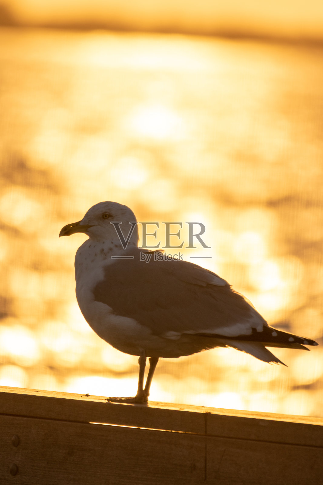 日落时分，海鸥站在钓鱼码头上。照片摄影图片