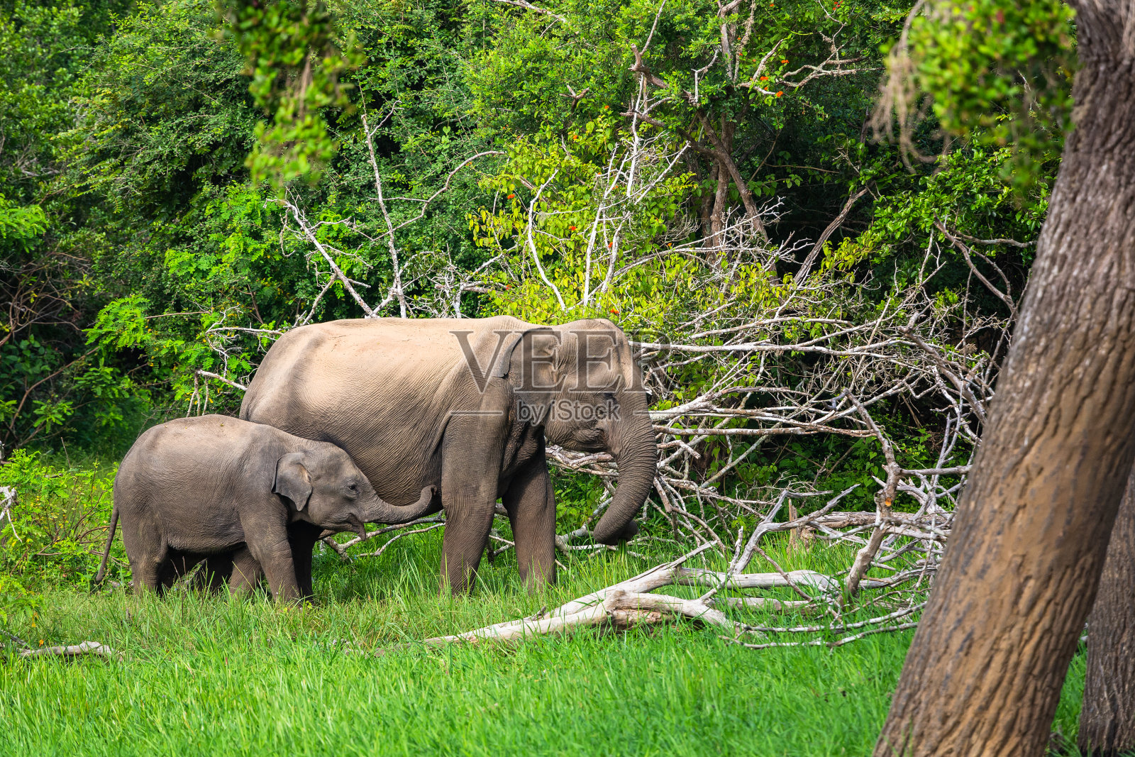亚洲大象。亚拉国家公园。斯里兰卡。照片摄影图片