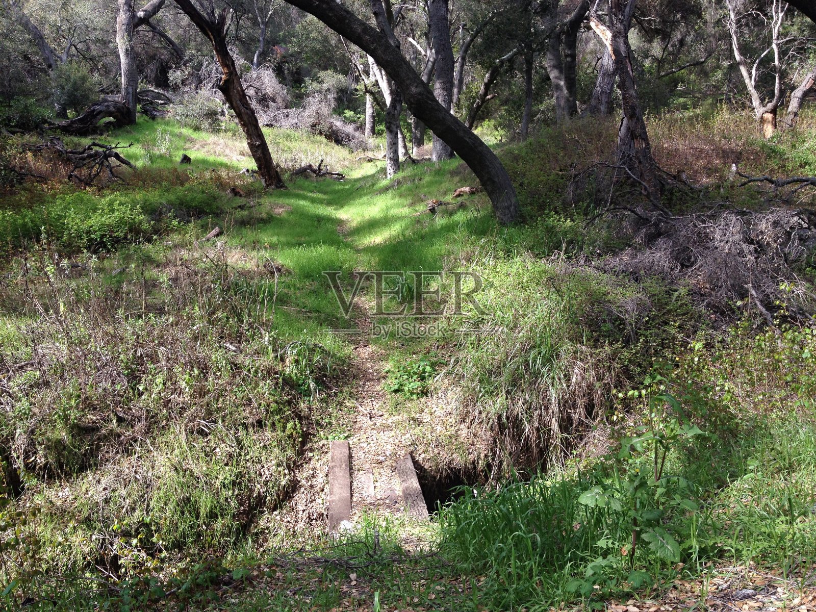 穿过橡树林的人行桥照片摄影图片