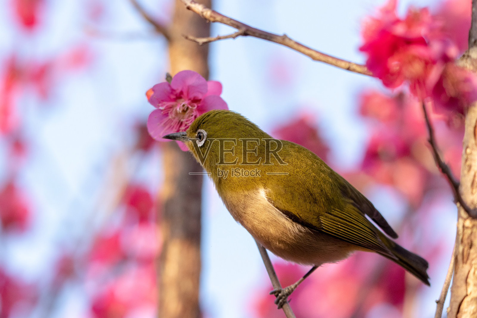 日本千叶县千叶市青花节红梅和日本白眼公园照片摄影图片