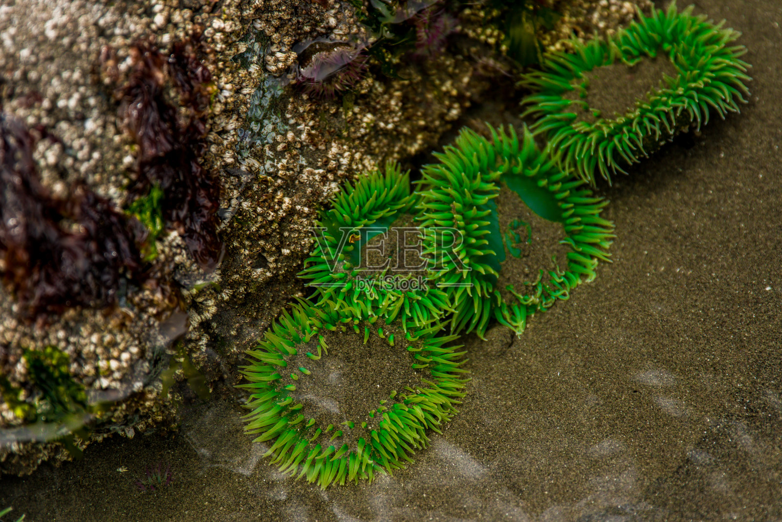 奥林匹克半岛海洋生物照片摄影图片