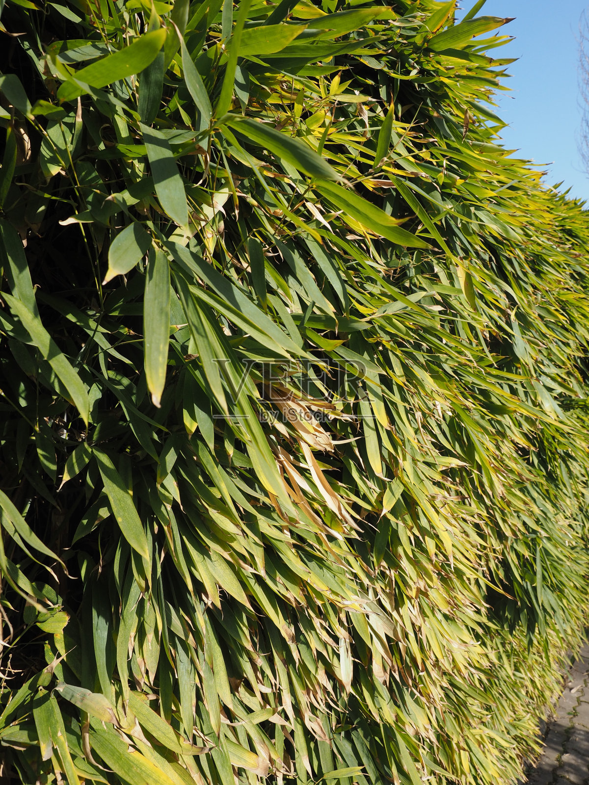 竹子叶子照片摄影图片