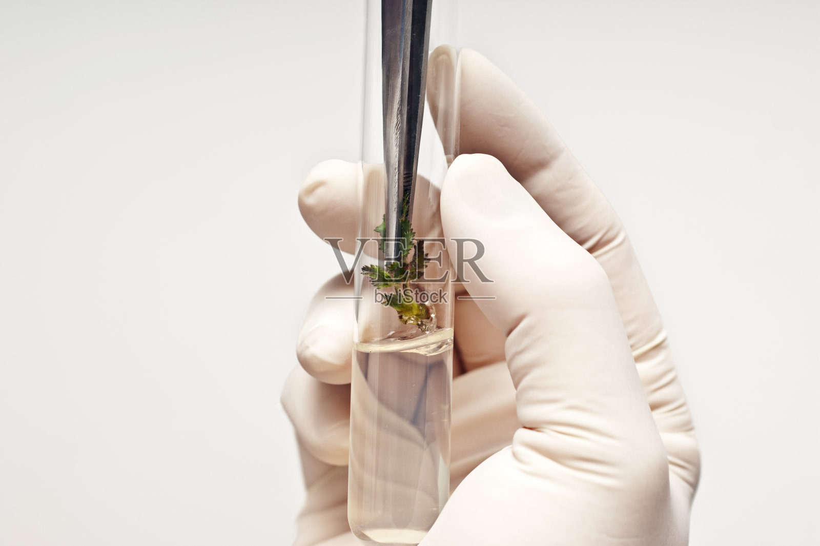 黑莓外植体照片摄影图片