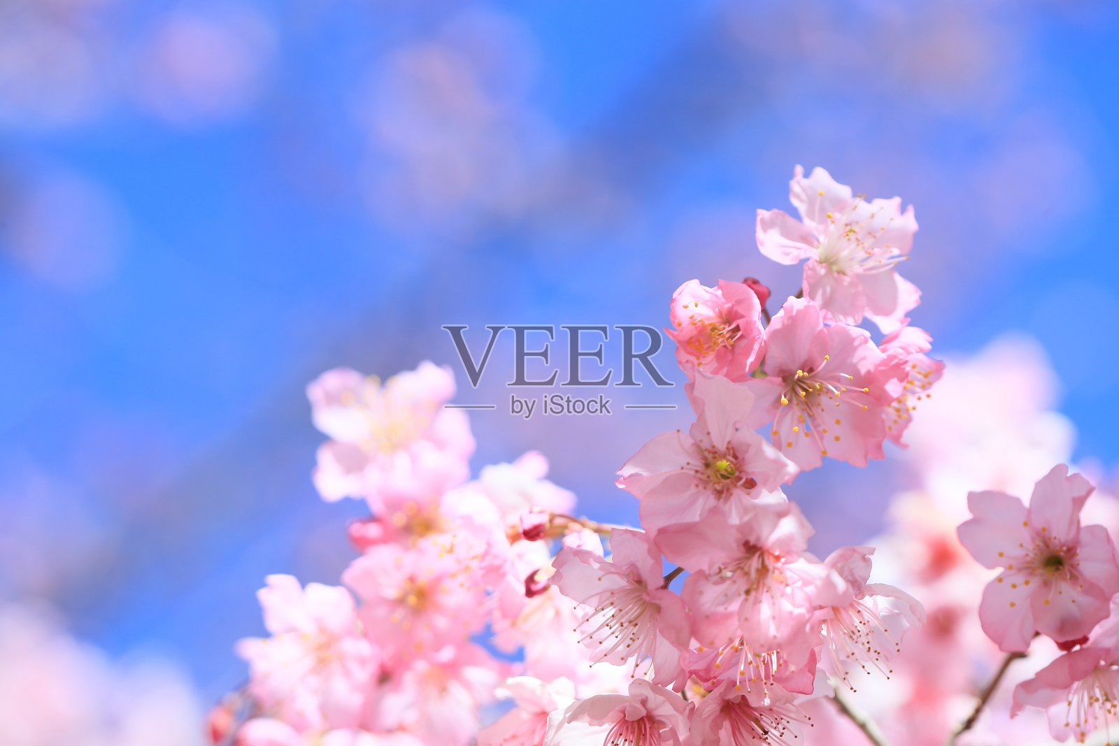 樱花照片摄影图片