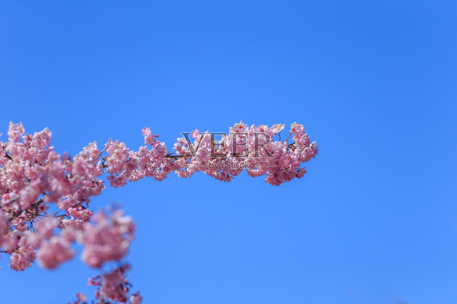 樱花照片摄影图片