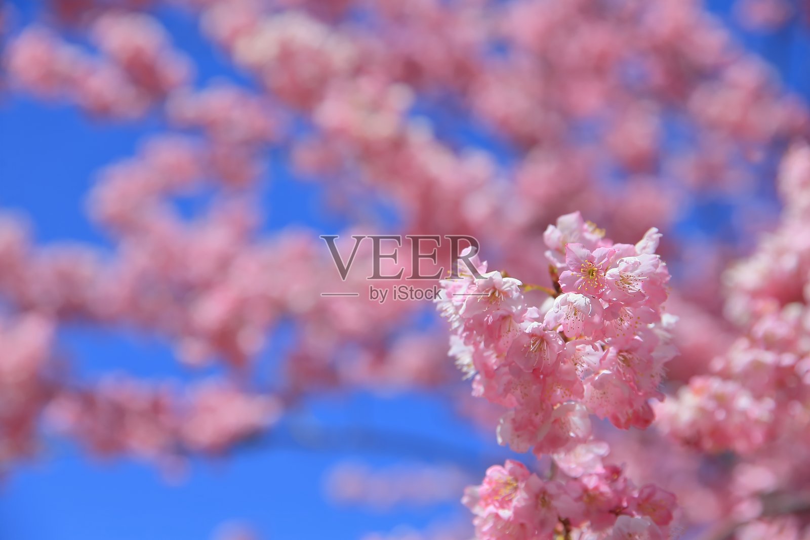 樱花照片摄影图片