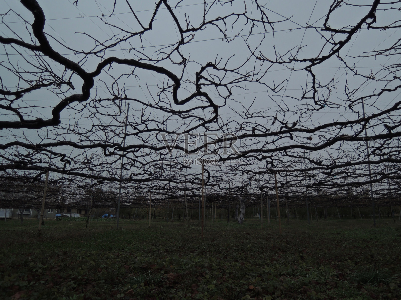 葡萄在冬天黎明前采摘照片摄影图片