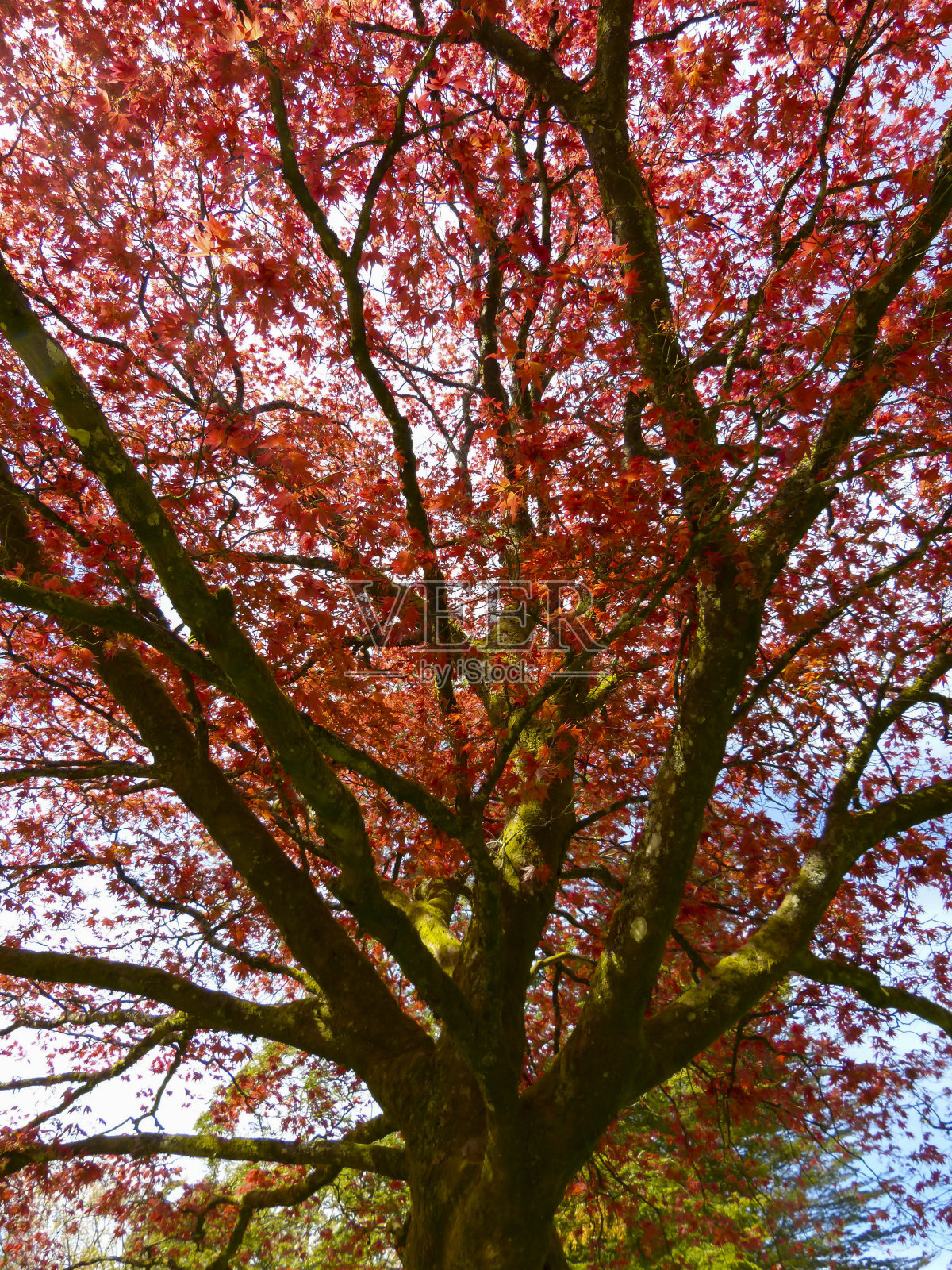 秋天的颜色/秋天的树叶照片摄影图片
