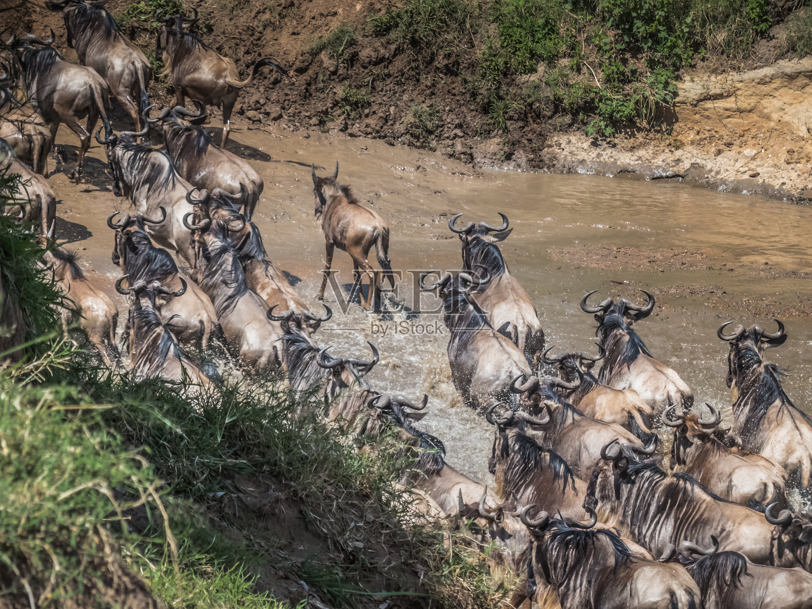 在一个阳光明媚的日子里，一群角马穿越一条非洲河流到达肯尼亚牧场照片摄影图片