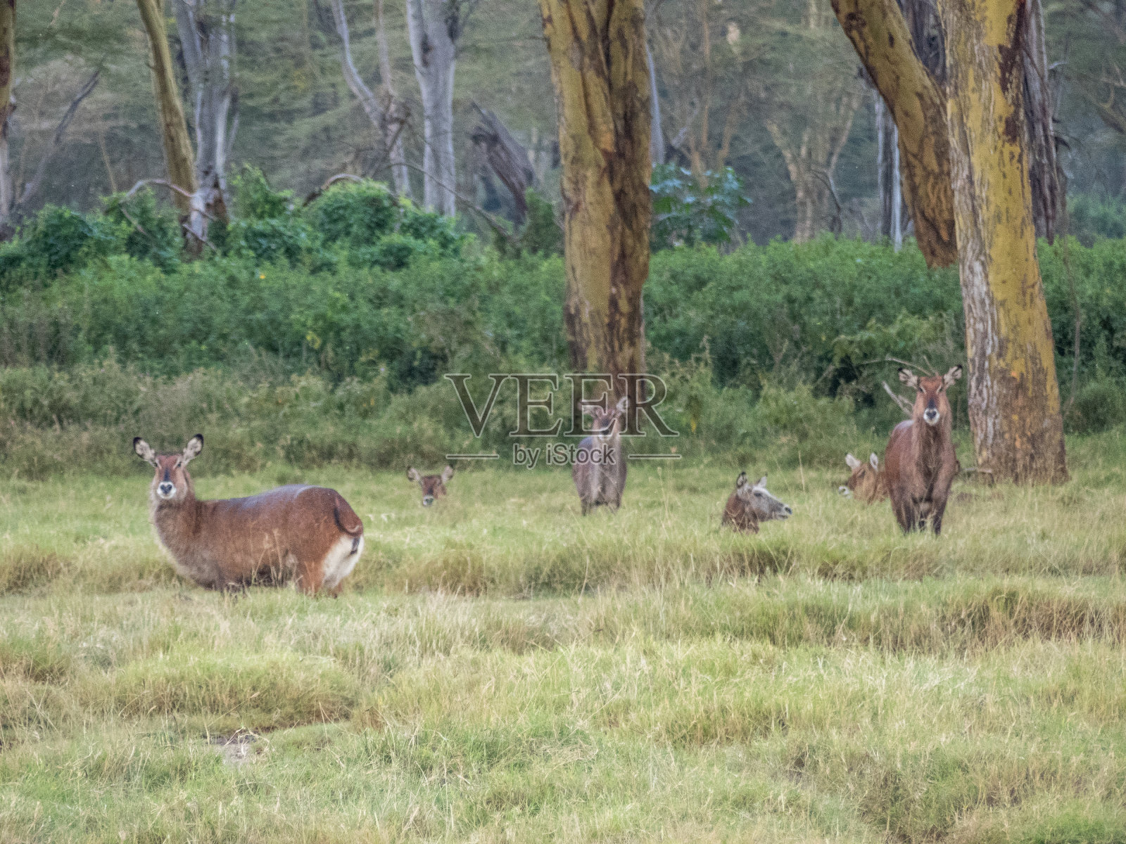 日落时分，一群雌水羚在森林的高草丛中休息照片摄影图片