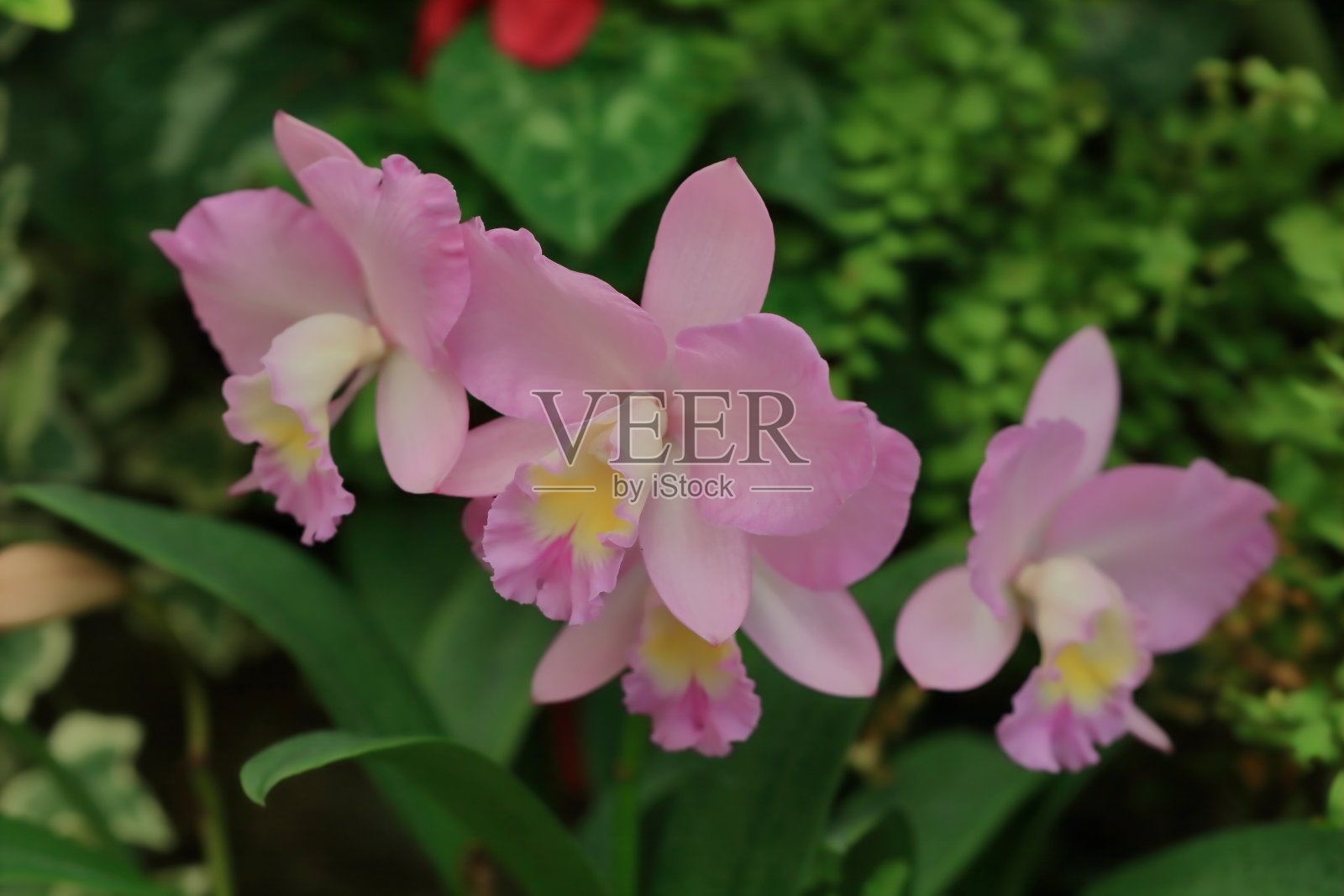 兰花照片摄影图片