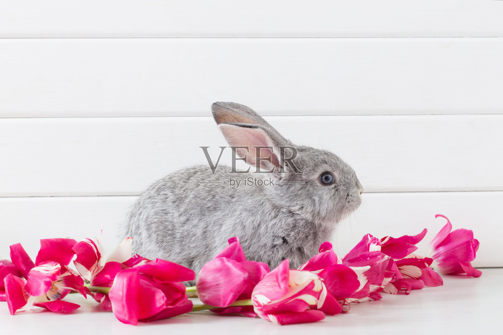 白色背景上的小兔和粉色郁金香照片摄影图片