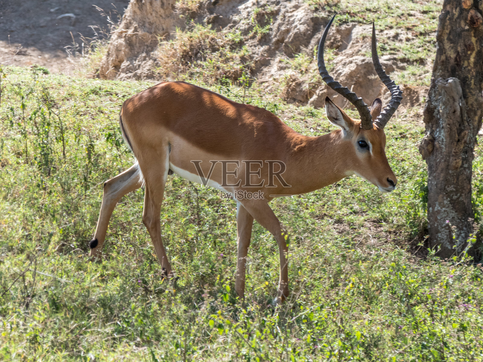 一只雄性黑斑羚在一个阳光明媚的日子里穿过森林照片摄影图片
