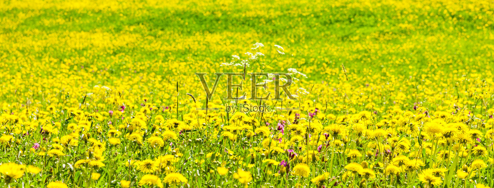 春天的蒲公英草地照片摄影图片