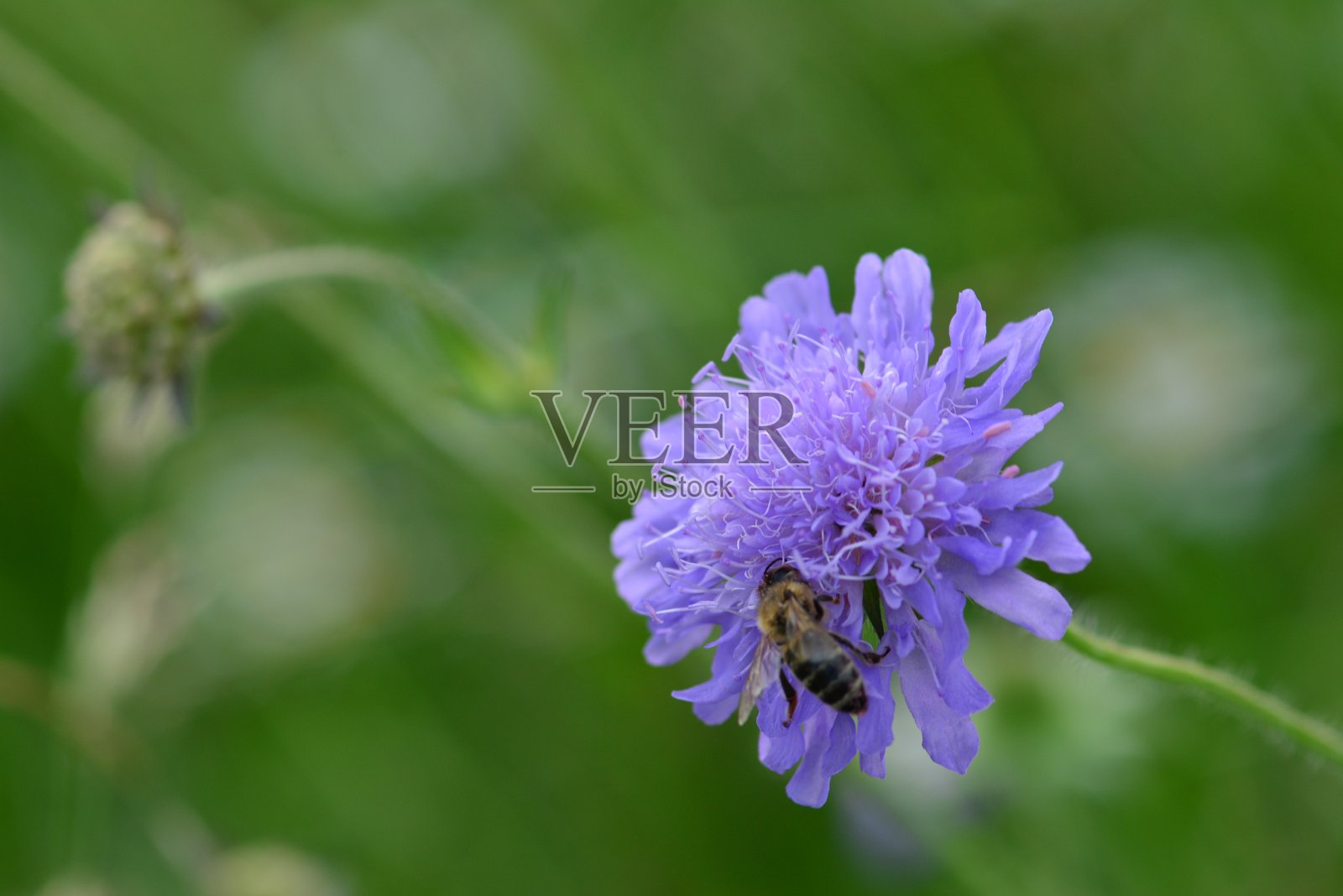 紫色的花在阳光灿烂的一天在公园里照片摄影图片