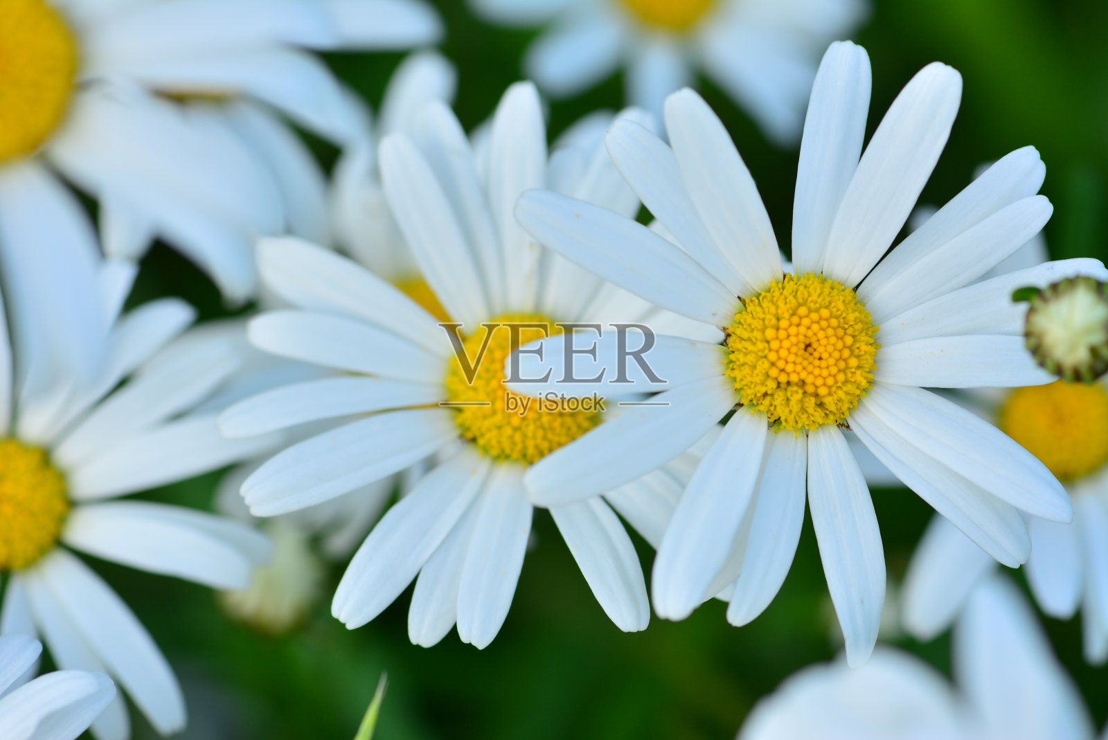 白色和黄色的雏菊与彩色的背景照片摄影图片